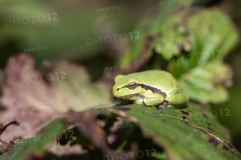 Tree frog (Hyla arborea), Lower Saxony, Germany, Europe