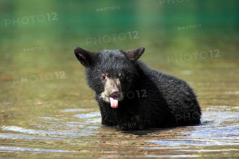 American Black Bear (Ursus americanus), young, in water, showing tongue, six months old, Montana, USA, North America