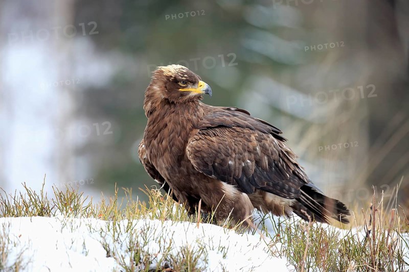 Steppe eagle (Aquila nipalensis), adult in the snow, on the ground, in winter, snow, Zdarske Vrchy, Bohemian-Moravian Highlands, Czech Republic, Europe