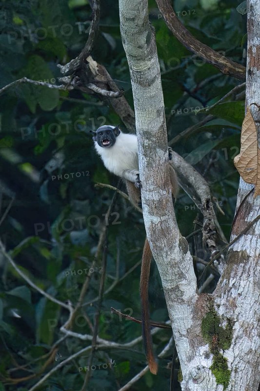 Brazilian bare faced tamarin, Saguinus bicolor, Amazon basin, Brazil, South America