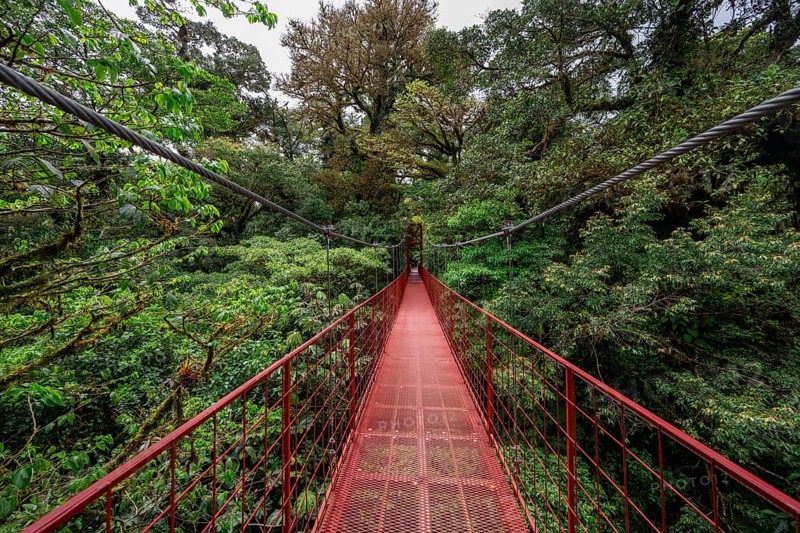 Red suspension bridge between the treetops in the rainforest, Monteverde cloud forest, Monte Verde, Puntarenas province, Costa Rica, Central America