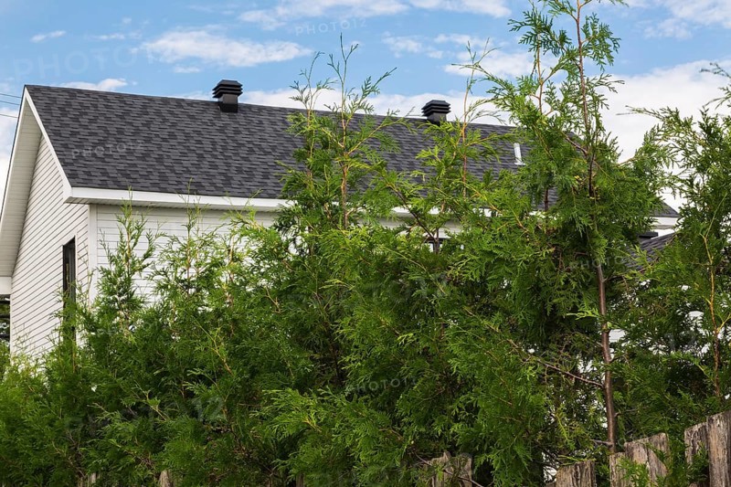 Thuja occidentalis - White Cedar hedge branches growing through wood plank property line fence in backyard of white clapboard cladded two story home with light and dark grey asphlat shingles roof in summer, Quebec, Canada, North America