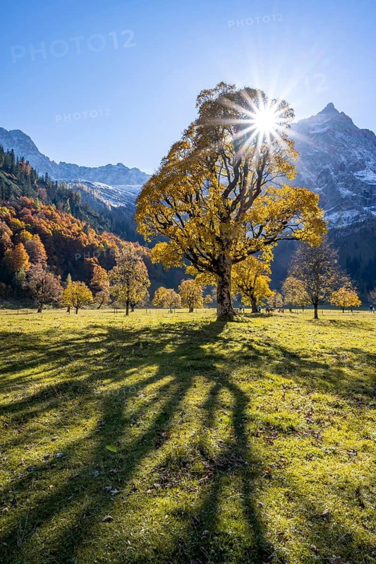 Sycamore maple with autumnal yellow foliage and Solaster endeca, large maple base in autumn, rocky mountain peaks with Spritzkarspitze in the background, Rißtal in the Eng, Tyrol, Austria, Europe