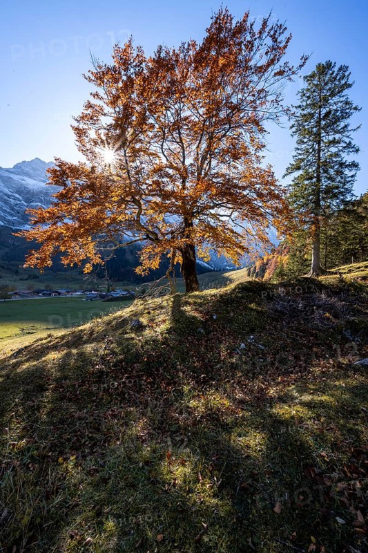 Beech with autumnal red foliage and sun star, Großer Ahornboden in autumn, rocky mountain peaks in the background, Rißtal in the Eng, Tyrol, Austria, Europe