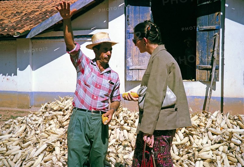 Farmer growing sweetcorn explains to a visitor, Fazenda Sant' Anna, Campinas, Brazil, South America 1962, South America