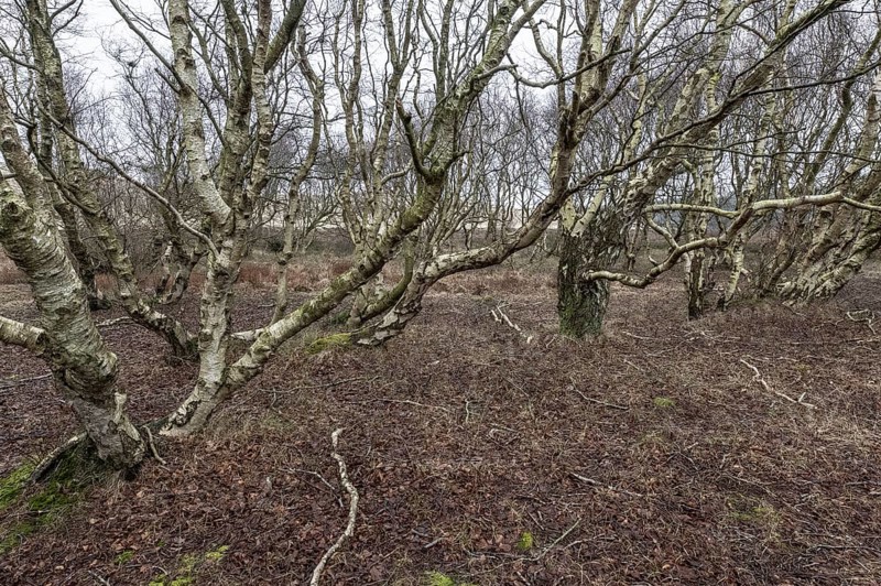 Birch trunks (Betula pendula), Amrum, Schleswig-Holstein, Germany, Europe