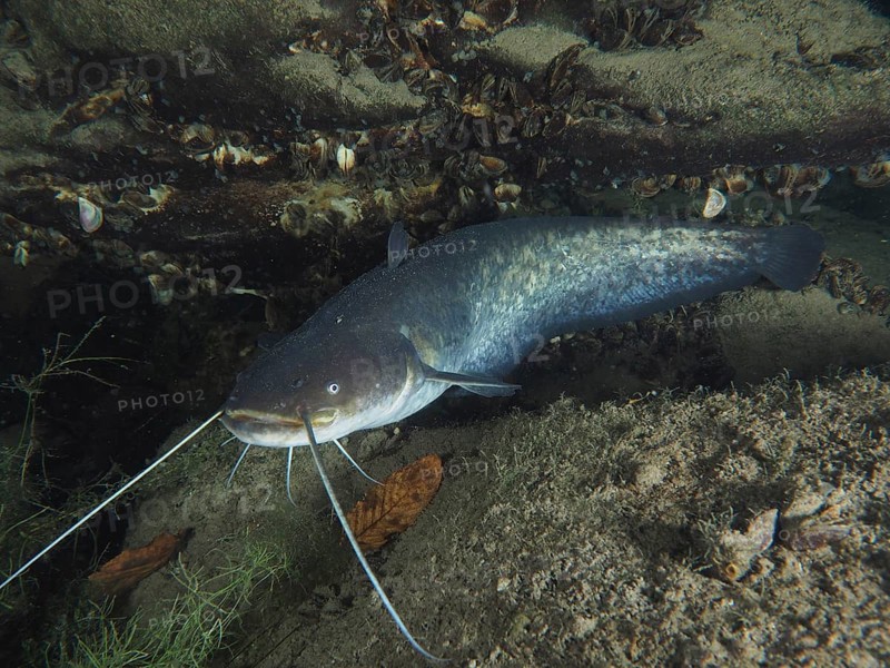 A catfish (Silurus glanis), Waller, swimming over sandy bottom, surrounded by shells and leaves, dive site Zollbrücke, Rheinau, Canton Zurich, Rhine, High Rhine, Switzerland, Germany, Europe