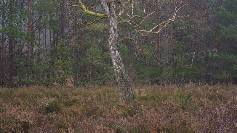 View of a single bike standing alone on a heath area, landscape photo, nature photo, flora, fauna, landscape format, fog, trees, grasses, forest area, winter, snow, ice, frost, cold, season, cosy, Nienburg, Lower Saxony, Germany, Europe