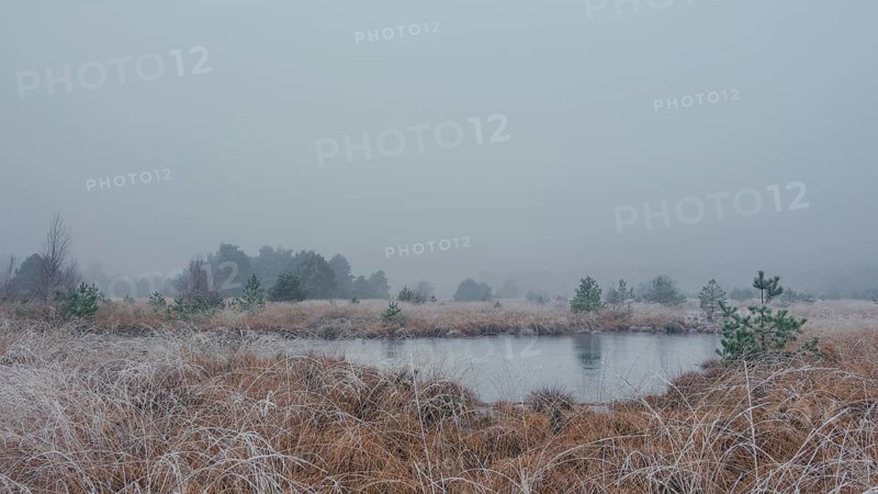 View of a frozen pond in the moor with hoarfrost frozen vegetation, landscape photo, nature photo, flora, fauna, landscape format, fog, trees, grasses, forest area, winter, snow, ice, frost, cold, season, cosy, Nienburg, Lower Saxony, Germany, Europe