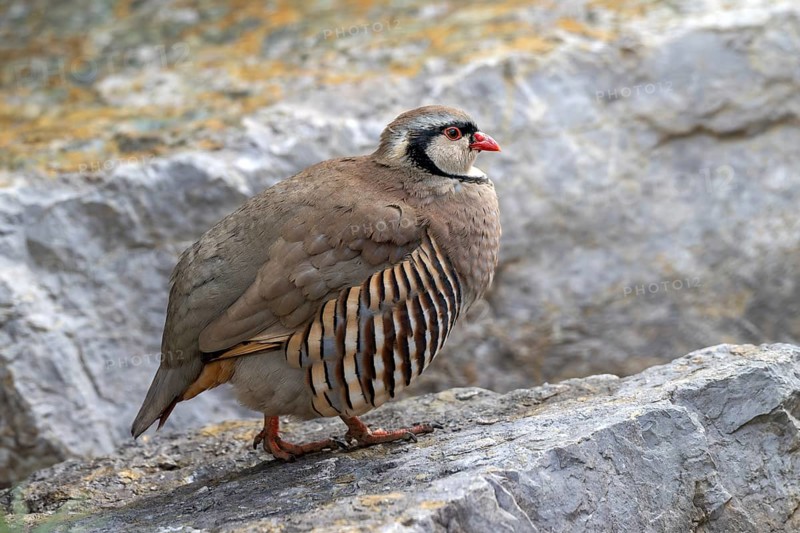 Rock partridge (Alectoris graeca), on the ground, captive, Alpine Zoo, Innsbruck, Tyrol, Austria, Europe
