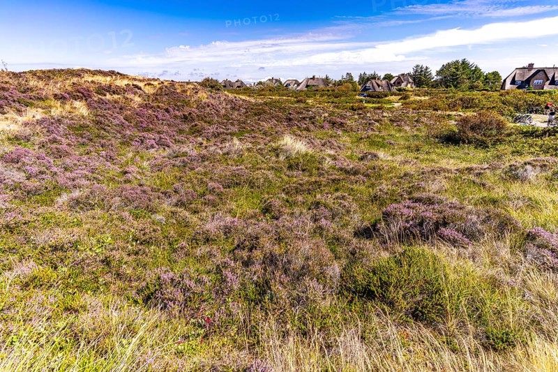 Blooming heathland near Kampen, island of Sylt, district of North Friesland, Schleswig-Holstein, Germany, Europe