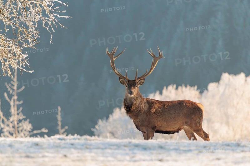 A red deer stag (Cervus elaphus) stands in the first light of day on a meadow covered in hoar frost in front of a Pear Tree. A hoarfrost forest can be seen in the background