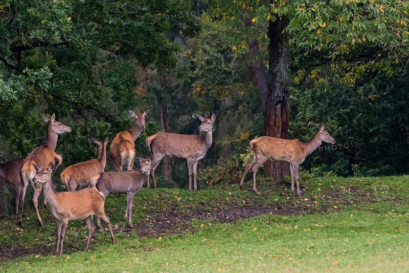 A herd of red deer (Cervus elaphus) stands on a meadow on hilly ground at a forest edge