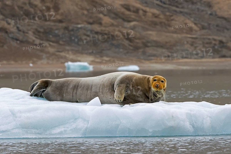 Bearded seal (Erignathus barbatus) resting on ice floe along the coast of Svalbard, Spitsbergen