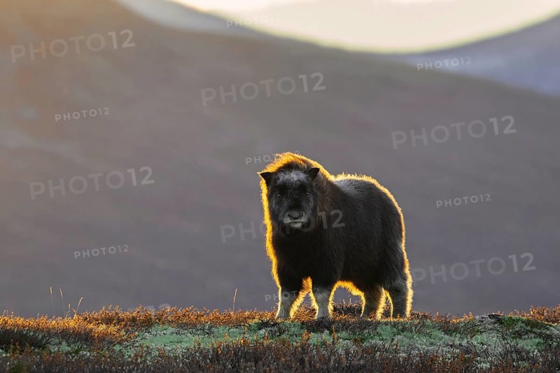 Muskox (Ovibos moschatus) calf on the tundra at sunset in autumn, fall, Dovrefjell–Sunndalsfjella National Park, Norway, Europe