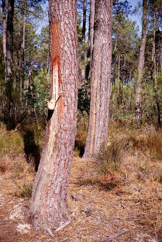 Eucalyptus resin extraction from pine trees, coniferous forests of the Landes de Gascogne, France 1964