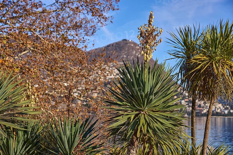 Palm lilies (Yucca), blossom, mountains, trees, depth of field, blue sky, Lake Lugano, Lugano, Lugano district, Canton Ticino, Switzerland, Europe