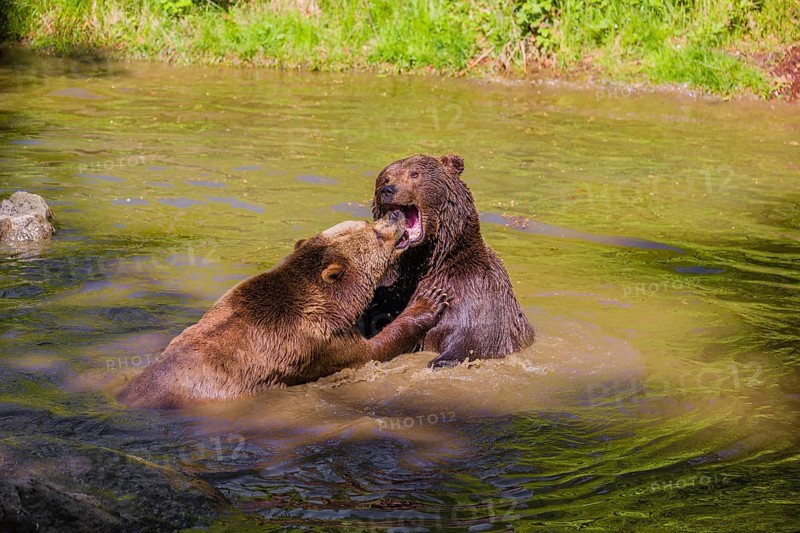 A Eurasian brown bear (Ursus arctos arctos) sow fighting with a big male in a pond