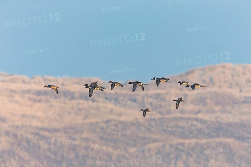 Pintails (Anas acuta), flock of birds in flight, island of Texel, Holland