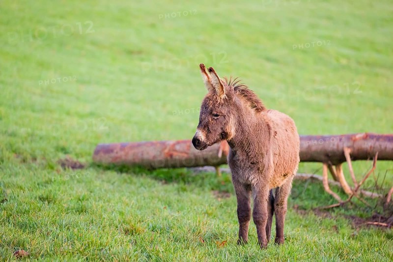 A domestic donkey, Equus (africanus) asinus stands on a green paddock