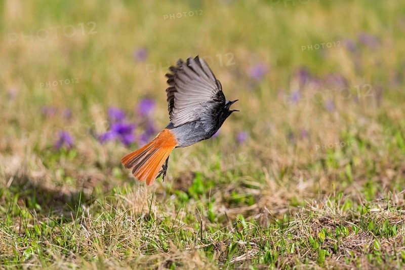 Black redstart (Phoenicurus ochruros), adult male in flight taking off from a lawn, calling, in springtime, Hesse, Germany, Europe