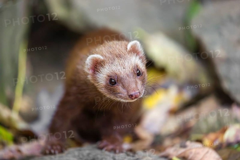 A male ferret (Mustela putorius furo) runs across rocky terrain, searching for food