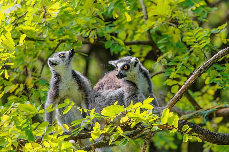Two ring-tailed lemurs (Lemur catta) sit high up in a tree on a branch between fresh green leaves and play with each other or preen themselves or look around