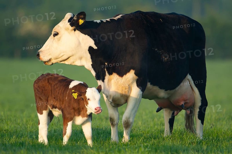 Domestic cattle or cow (Bos taurus) adult mother and juvenile baby calf farm animals in a grass field in summer, England, United Kingdom, Europe