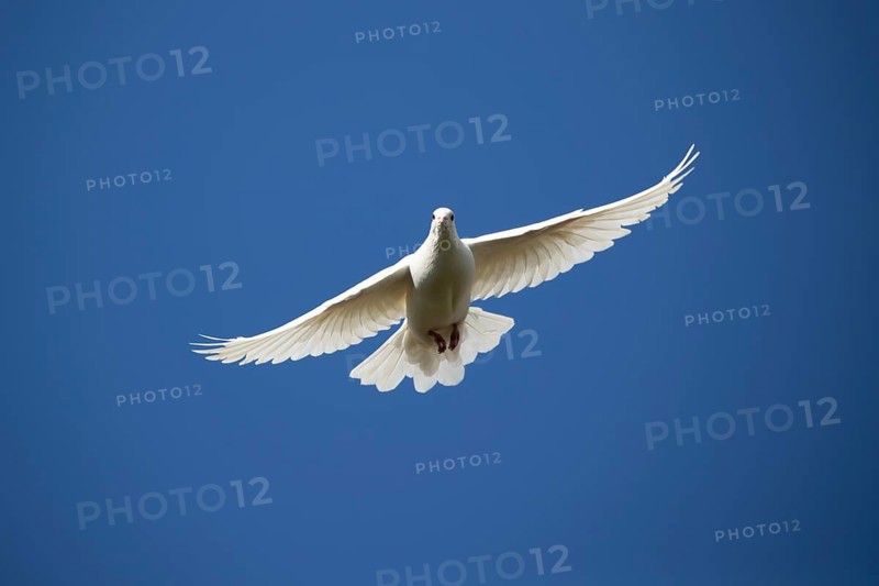 White or Release dove (Columba livia domestica) adult bird flying against a blue sky, England, United Kingdom, Europe