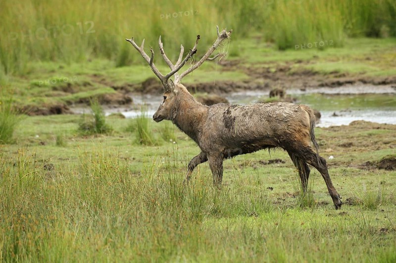 David's deer (Elaphurus davidianus) running along the shore of a lake, southern Sweden, Sweden, Scandinavia, southern Sweden, Sweden, Europe