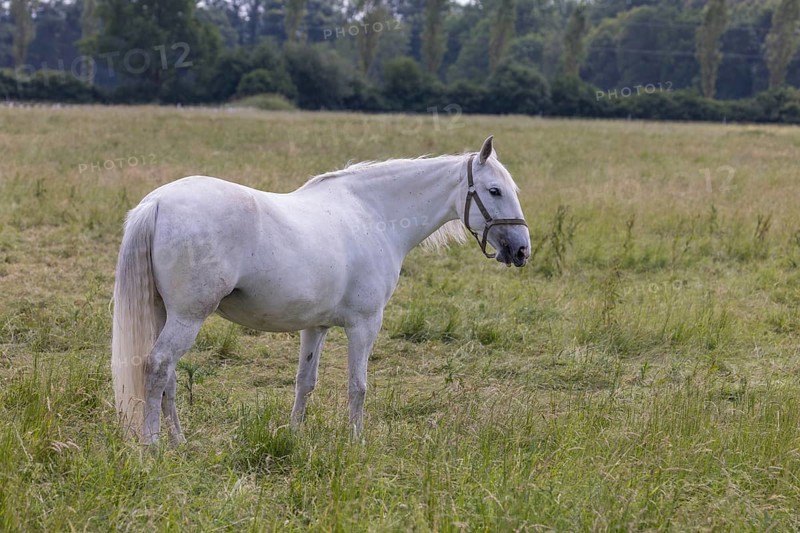Kladruber horse, mares, standing on the paddock. National Stud Farm Kladruby nad Labem