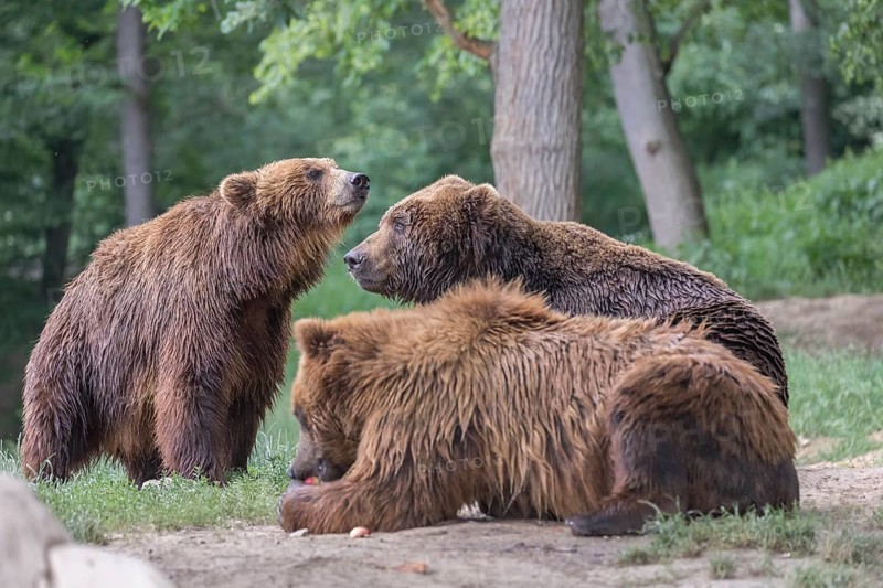 Three Kamchatka brown bears (Ursus arctos piscator), resting in a forest. Some green vegetation in the background