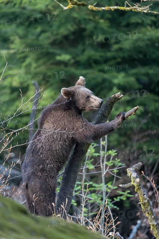 One young eurasian brown bear (Ursus arctos arctos) climbing up a vertical branch and tries to reach something. Green vegetation in the background