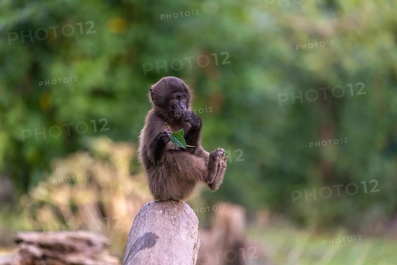 One baby Gelada (Theropithecus gelada), or bleeding-heart monkey sitting on a log and feeding on leaves from a twig he is holding. A green forest in the background