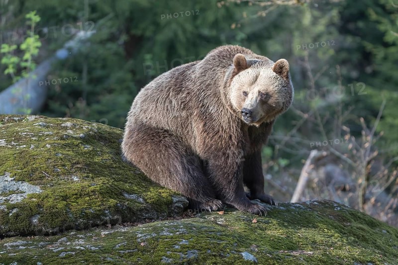 One female Eurasian brown bear (Ursus arctos arctos) resting on a mossy rock. Green vegetation in the background and a late light spot on the bear