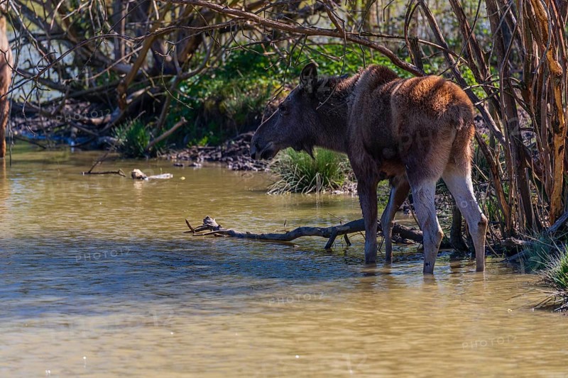 One adult female moose or elk, Alces alces, stands in the shallow water of pond in the shadow of a bush