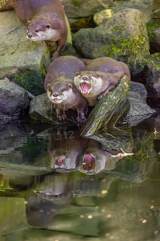 Three oriental small-clawed otter or Asian small-clawed otter (Aonyx cinerea) are standing on a rocky shore, one of them is eating a fish The otters are reflected in the smooth water