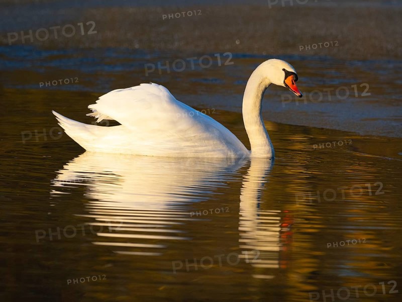 Mute Swan, (Cygnus olor), adult male, swimming on a lake, with its reflection in the water, with late evening light in winter, Hesse, Germany, Europe