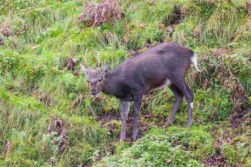 A young male Japanese sika deer (Cervus nippon nippon) runs down a steep slope through dense vegetation in search of food
