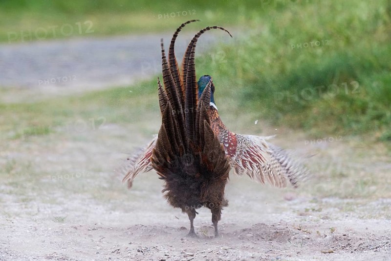 Common pheasant (Phasianus colchicus), Ring-necked pheasant, cock or male bird, taking a dust bath at the side of a track, Texel, Holland