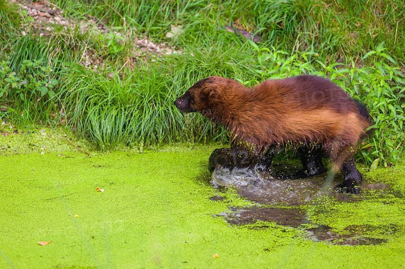 A wolverine, (Gulo gulo), stands in the water of a small pond, covered with duckweed