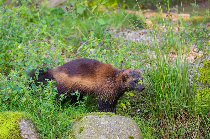 A wolverine (Gulo gulo) runs across a green meadow