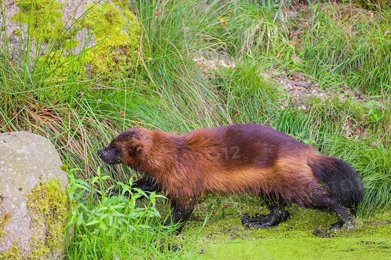 A wolverine, (Gulo gulo), stands in the water of a small pond, covered with duckweed