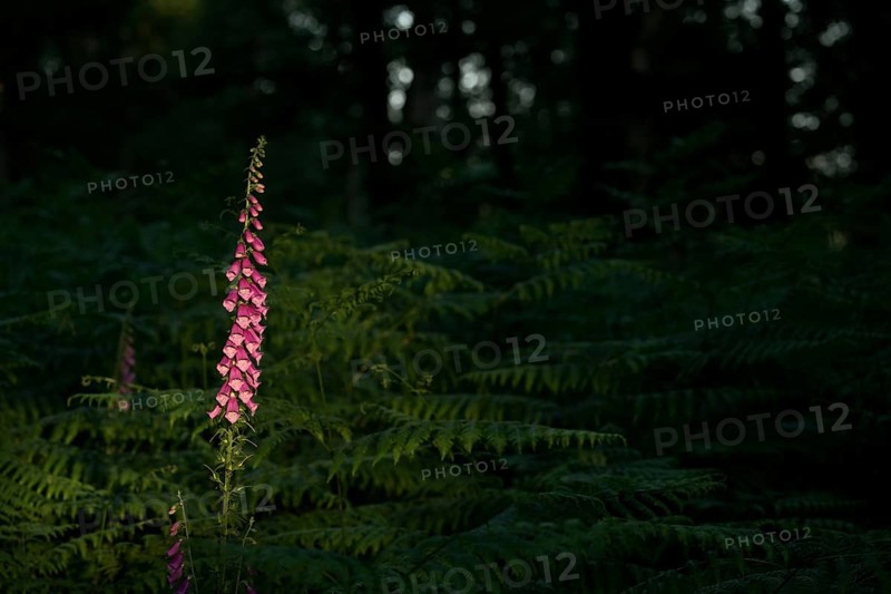 Common foxglove (Digitalis purpurea) in ferns illuminated by the sun, Lower Rhine, North Rhine-Westphalia, Germany, Europe