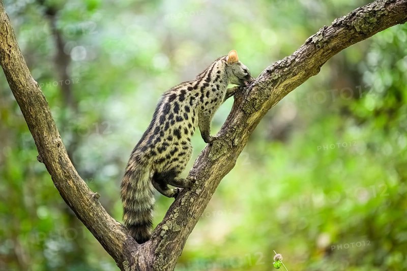 Common genet (Genetta genetta), climbing on a tree wildlife in a forest, Montseny National Park, Catalonia, Spain, Europe