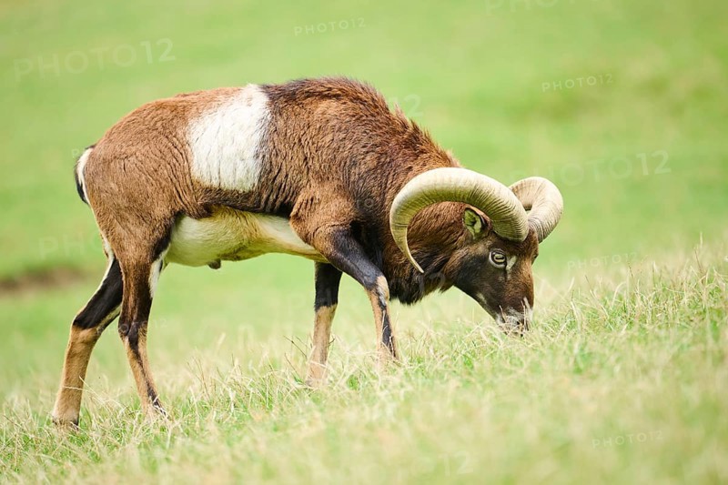 A ram with large horns grazing on a grassy hill, Mouflon (Ovis gmelini), Wildpark Aurach, Austria, Europe