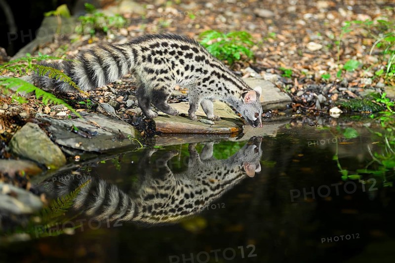Young Common genet (Genetta genetta) at the shore of a lake, wildlife in a forest, Montseny National Park, Catalonia, Spain, Europe