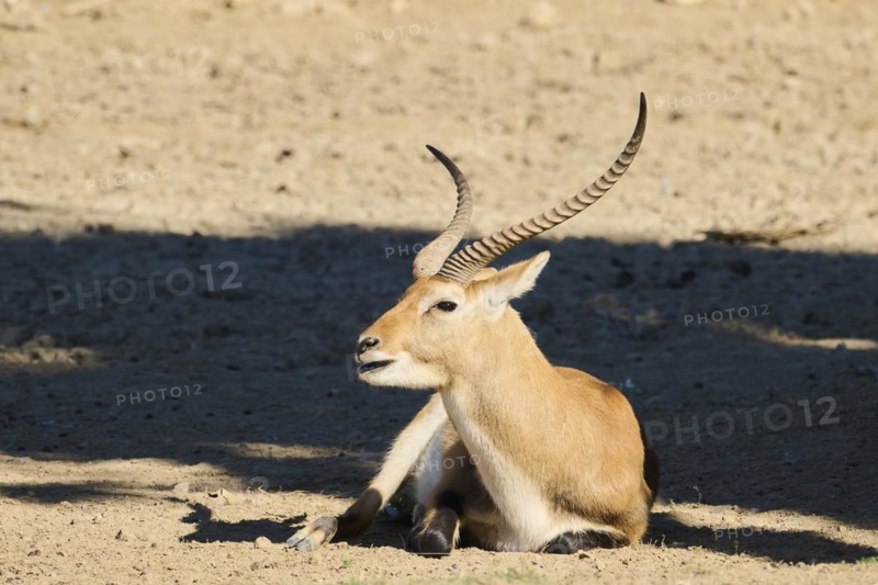 Southern lechwe (Kobus leche) lying in the dessert, captive, distribution Africa