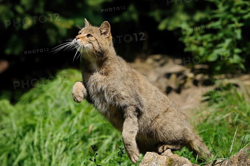 Wildcat in hunting pose with raised paw in green surroundings, wildcat (Felis silvestris), Bavarian Forest National Park