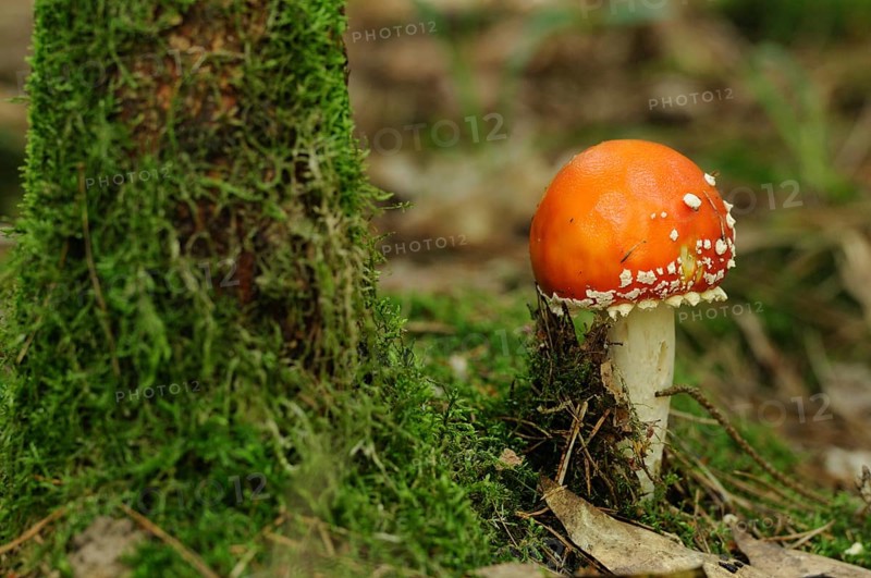 Fly agaric next to a moss-covered tree trunk in the forest, fly agaric (Amanita muscaria), Bavaria